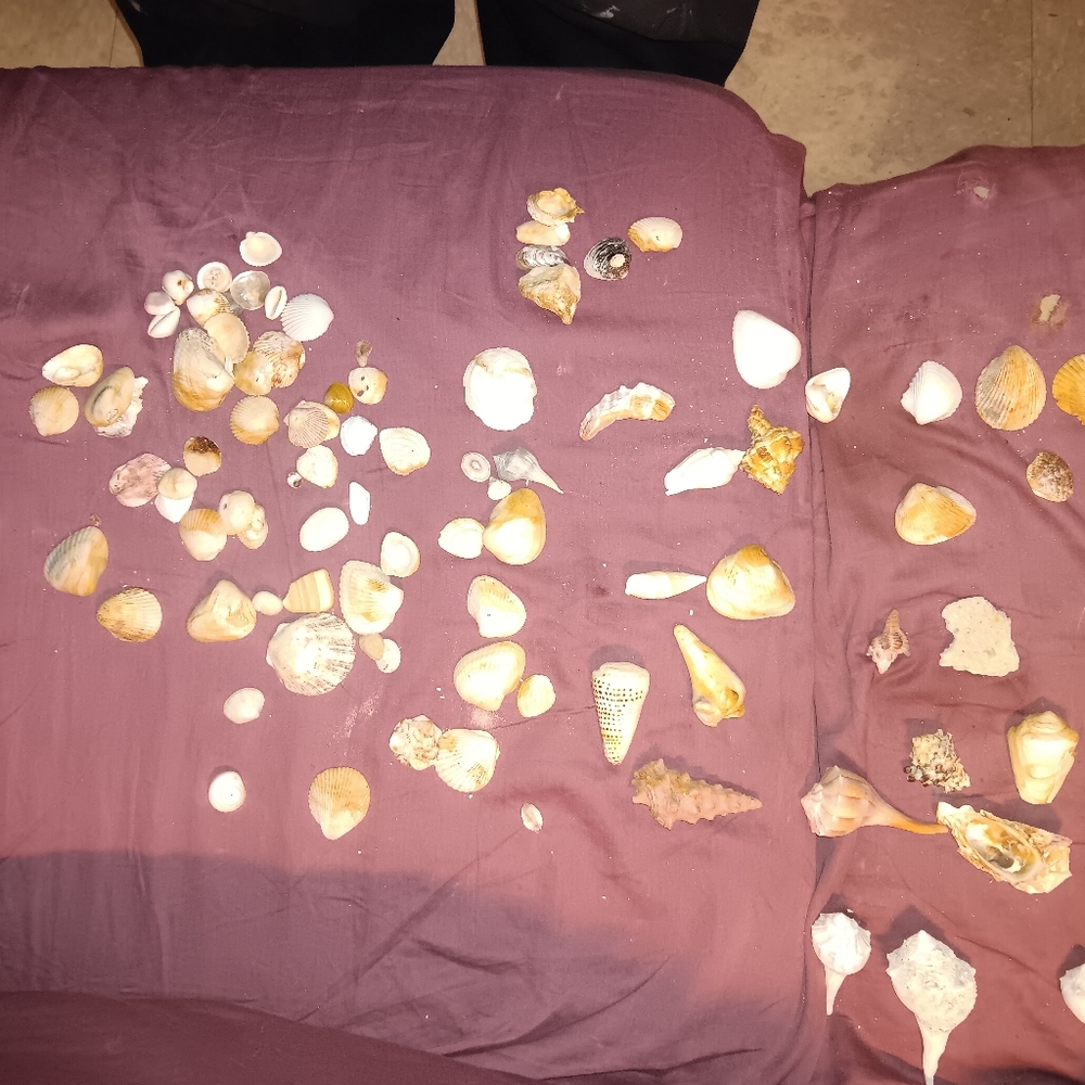 SEASHELLS w/ glass jar